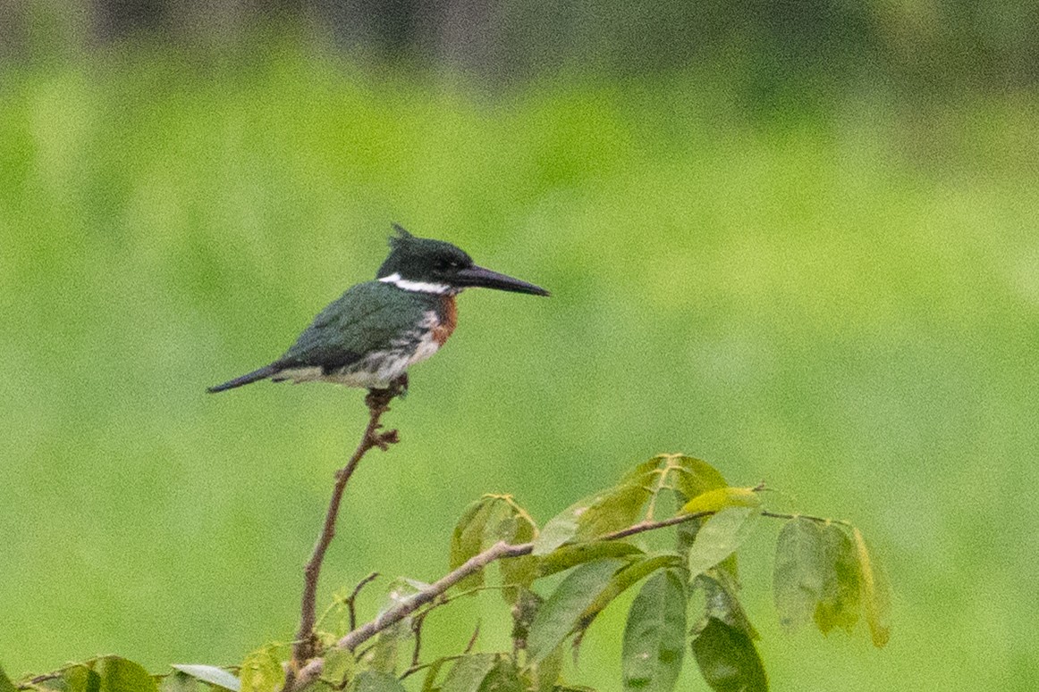 Green Kingfisher - ML646717838