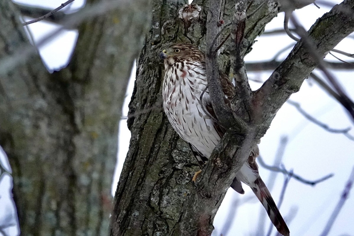 Cooper's Hawk - ML646717843