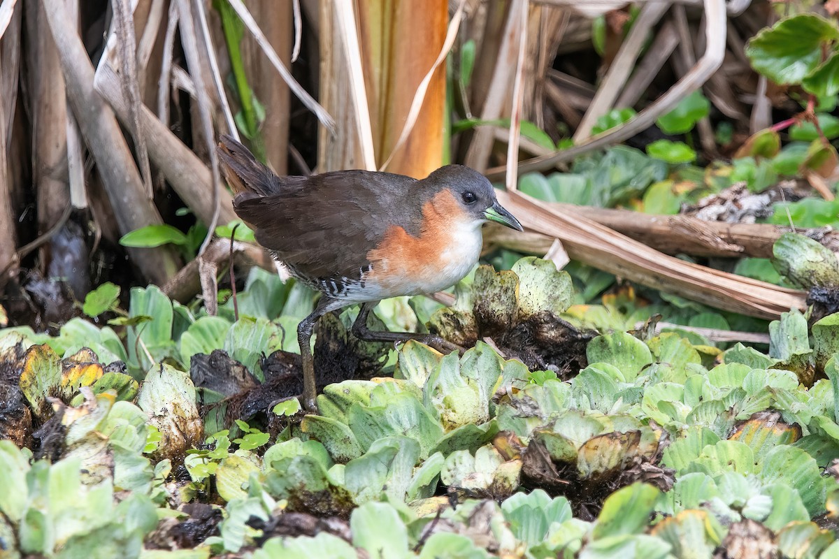 Погонич оливковий - ML646717844