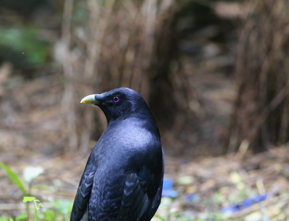 İpekli Çardakkuşu - ML646717846