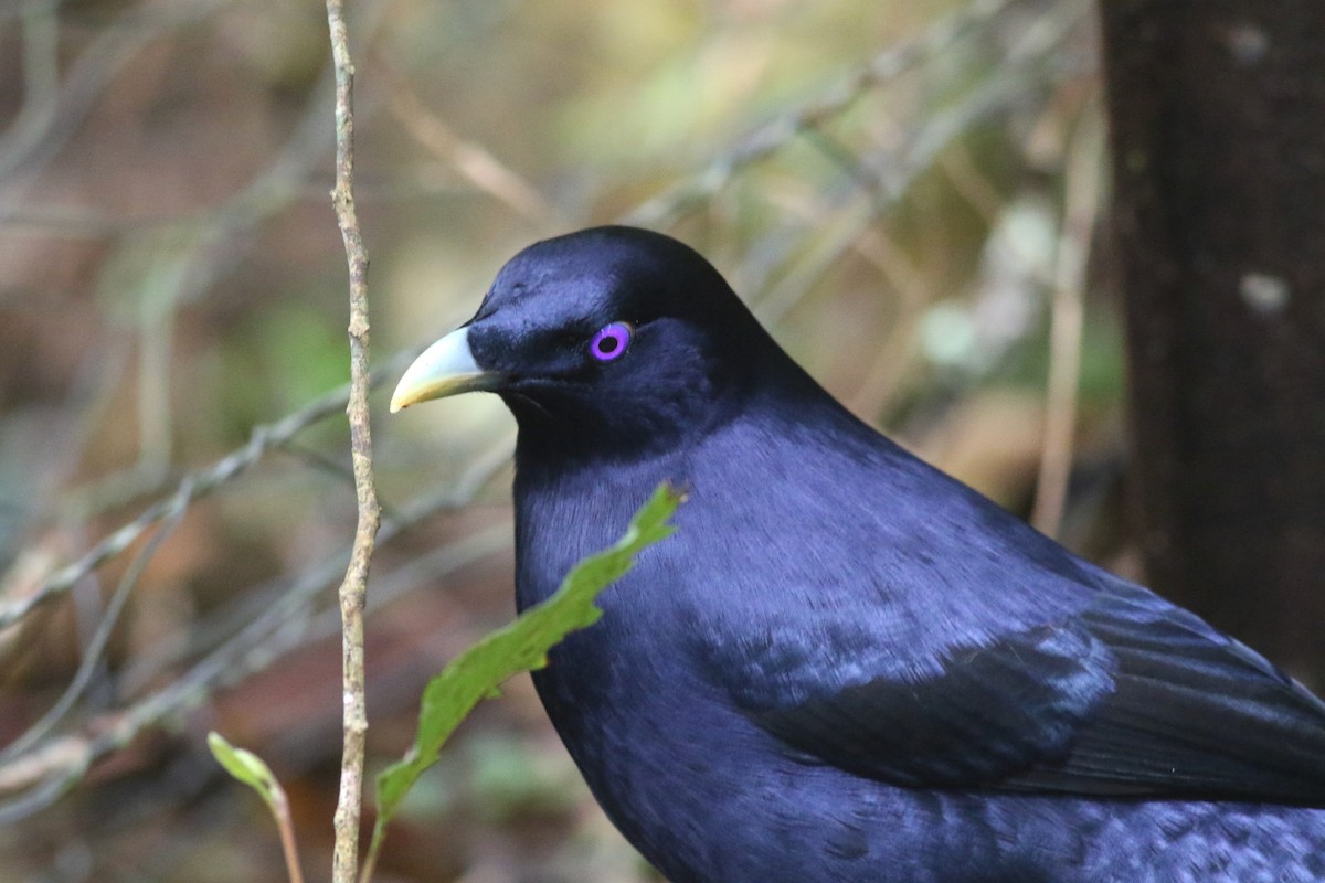 İpekli Çardakkuşu - ML646717847