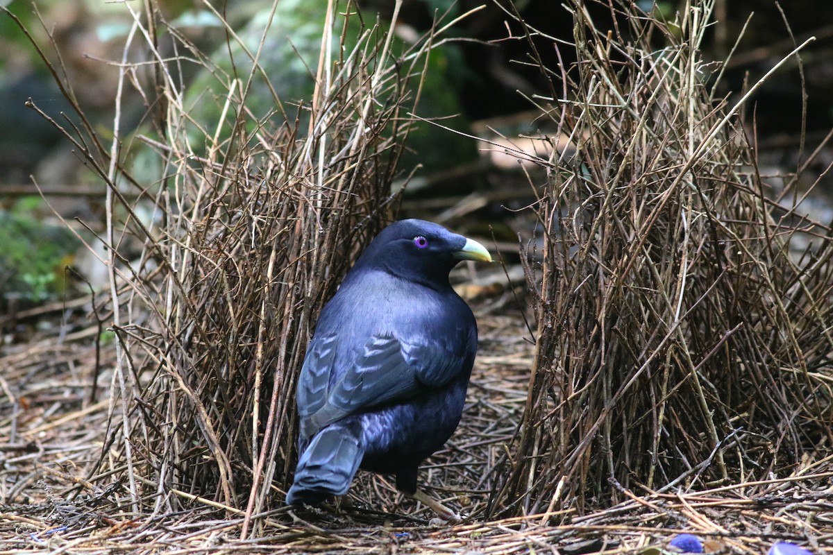 İpekli Çardakkuşu - ML646717848