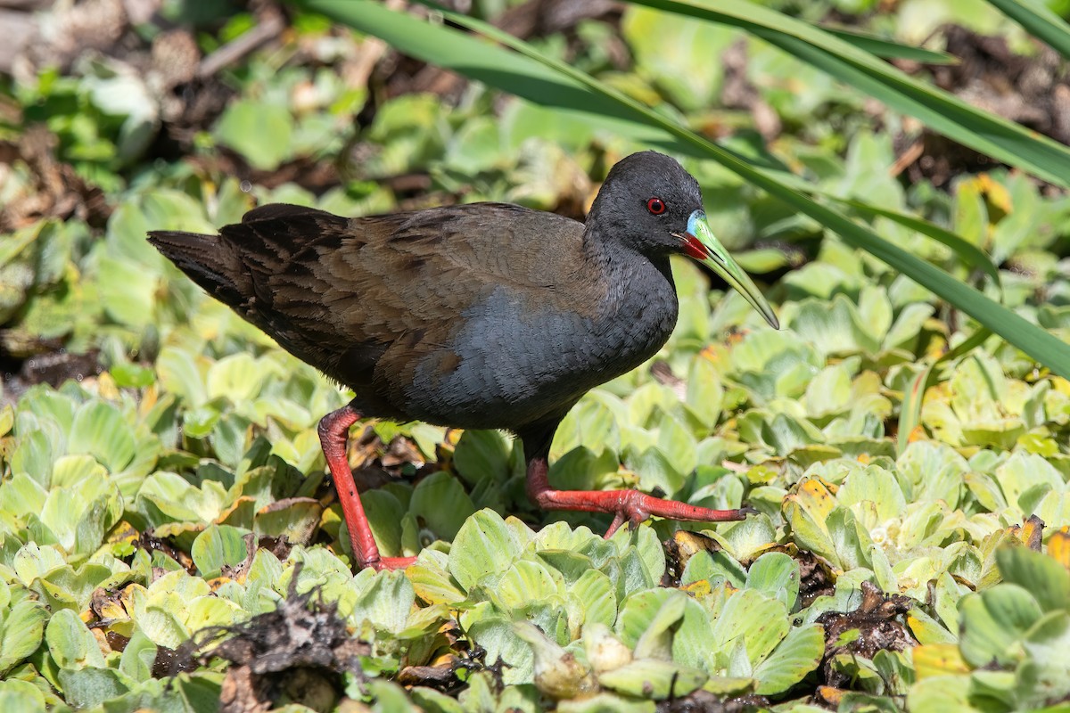 Kurşuni Sukılavuzu - ML646717850