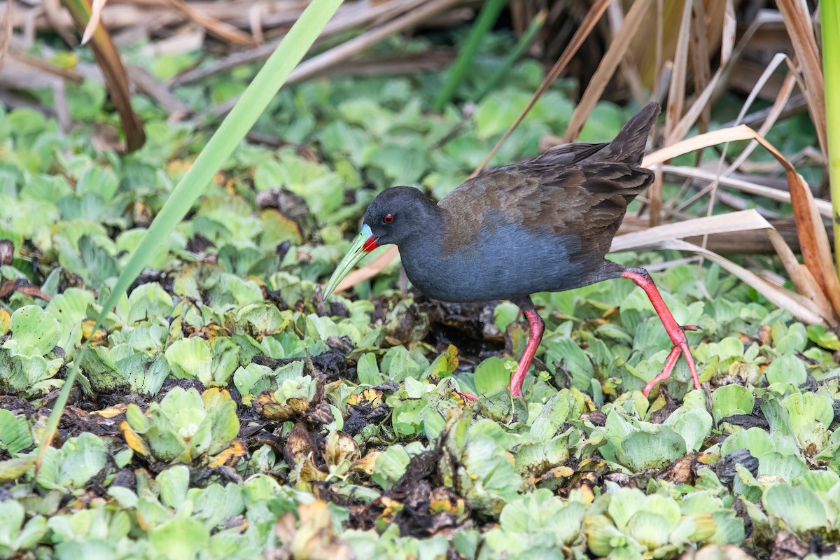 Kurşuni Sukılavuzu - ML646717851