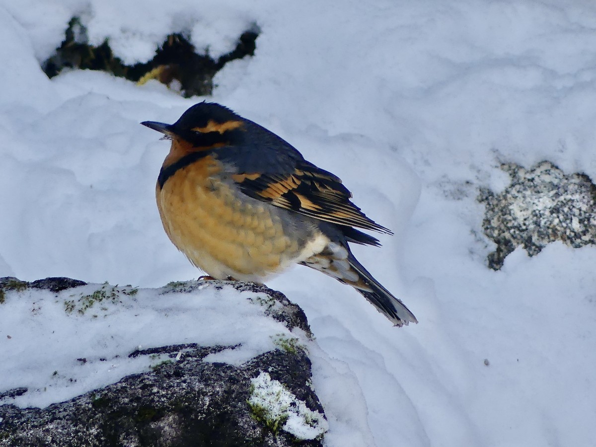 Varied Thrush - ML646717852