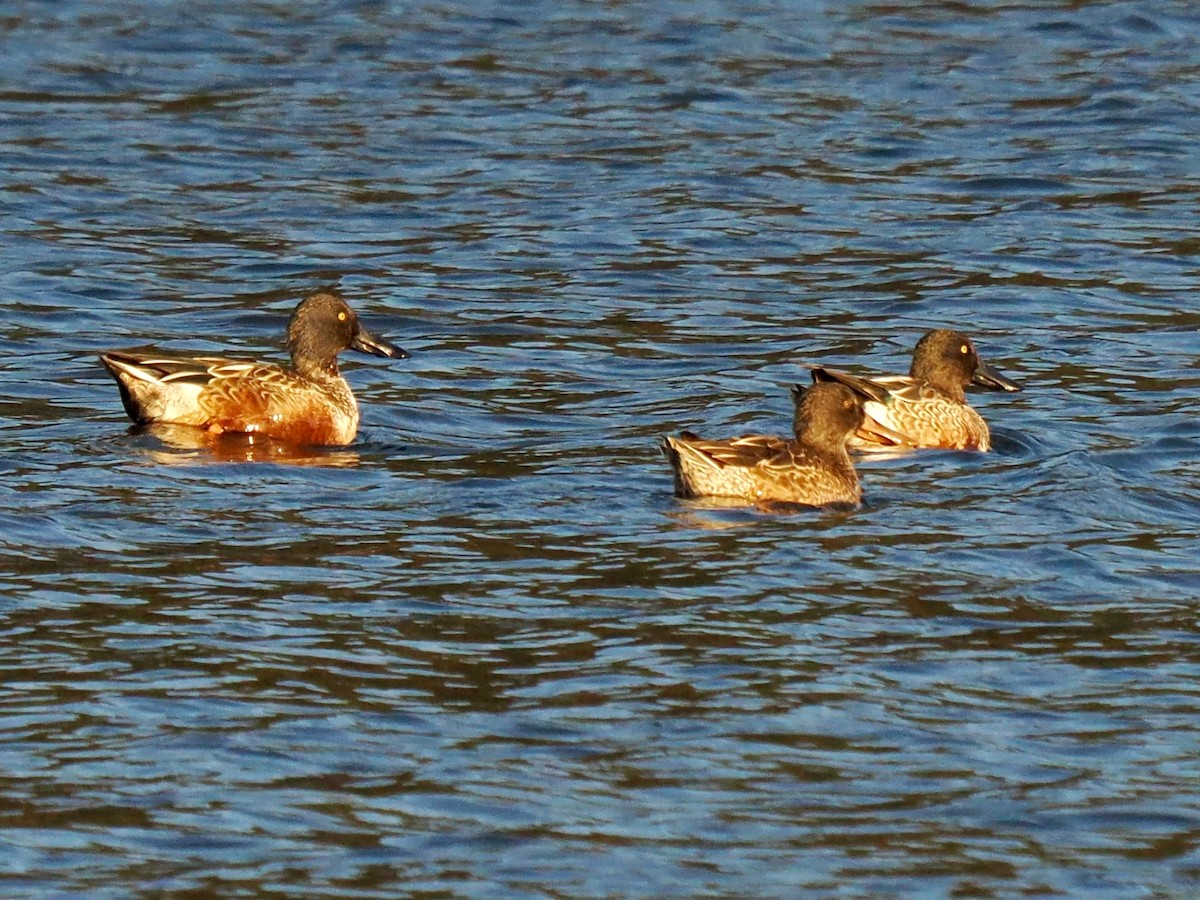 Northern Shoveler - ML646717858