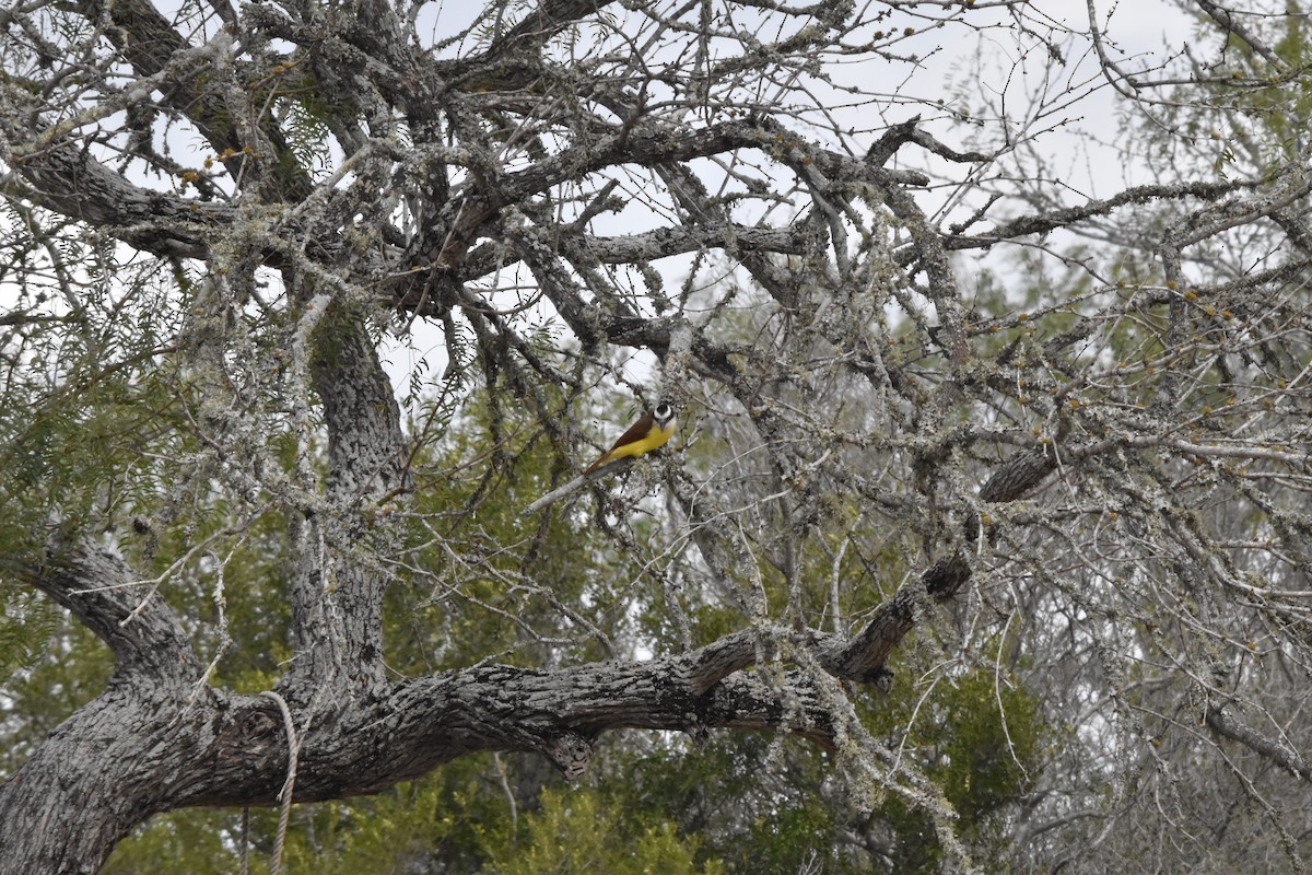Great Kiskadee - ML646717859