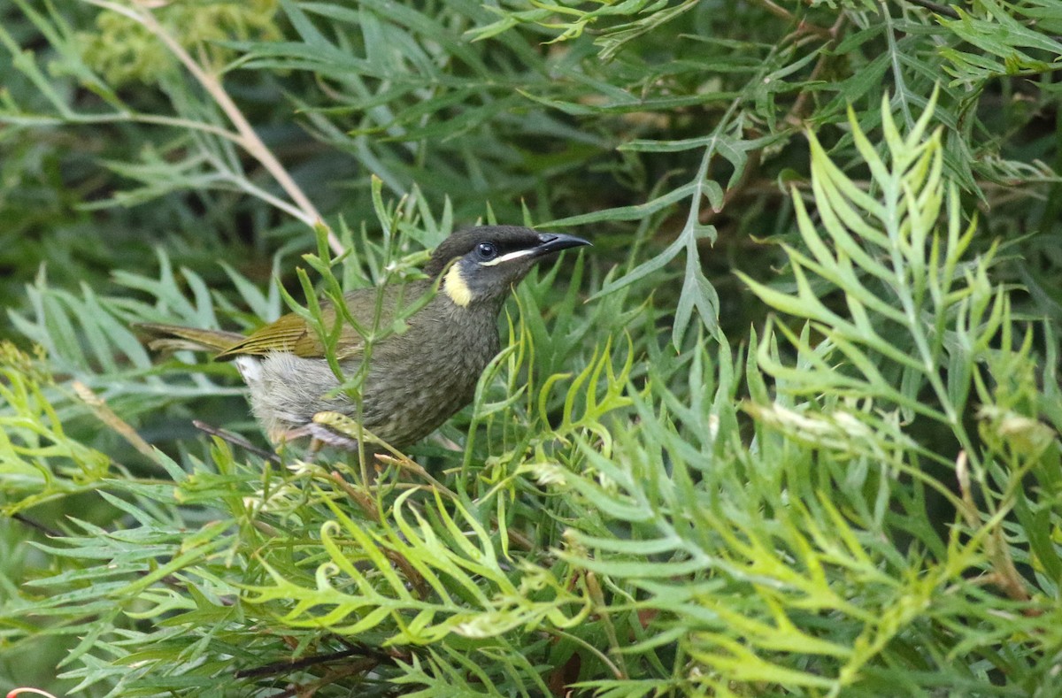 Lewin Balkuşu - ML646717860