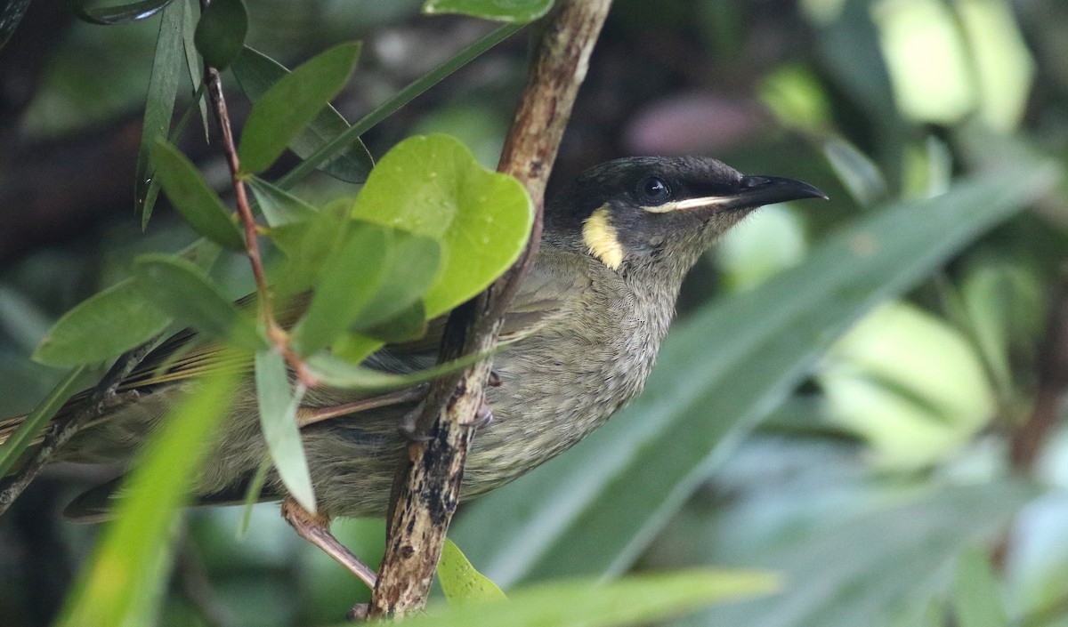 Lewin Balkuşu - ML646717861