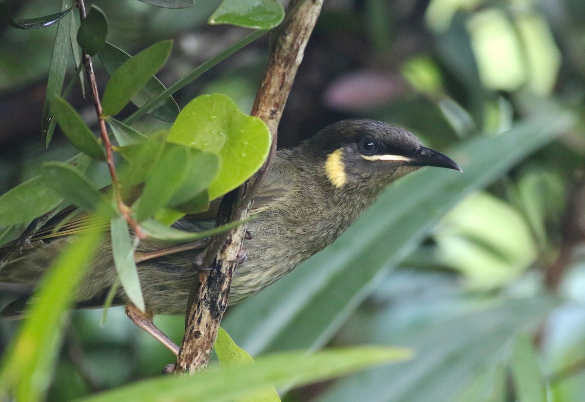 Lewin Balkuşu - ML646717862