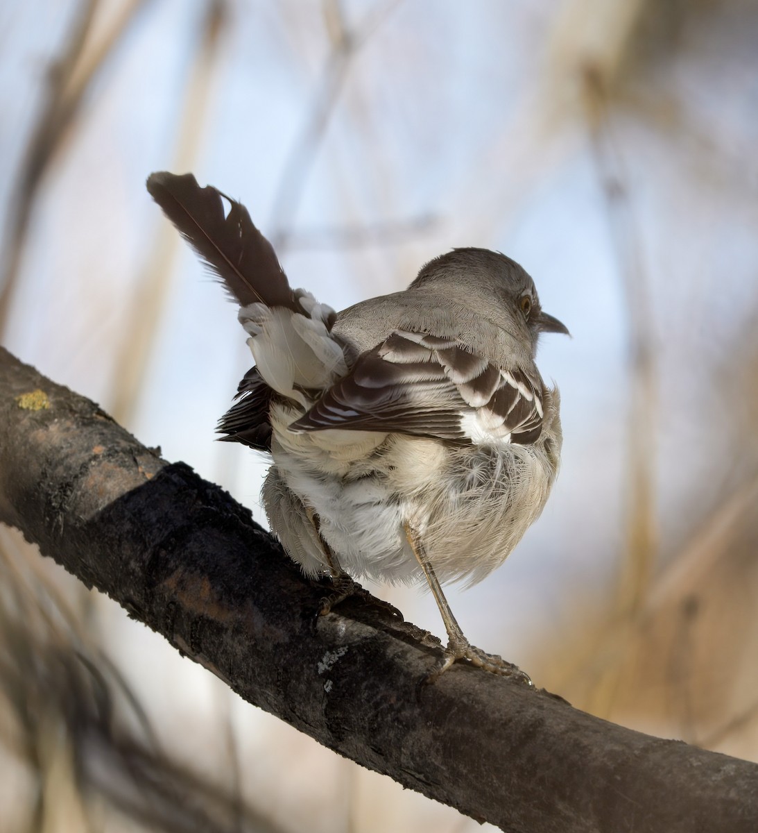 Northern Mockingbird - ML646717863