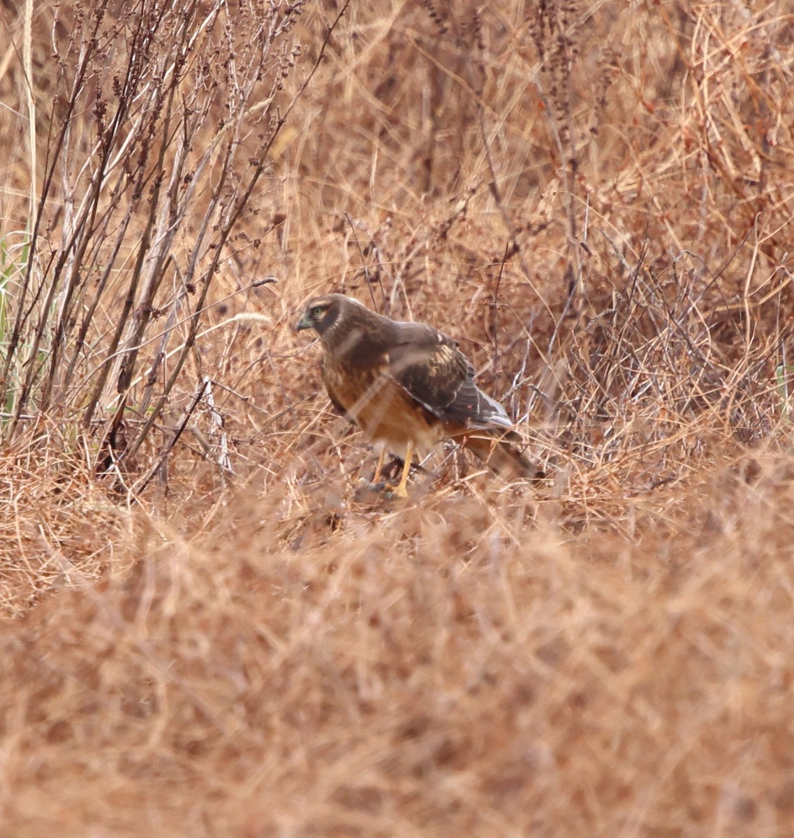 Aguilucho de Hudson - ML646717868