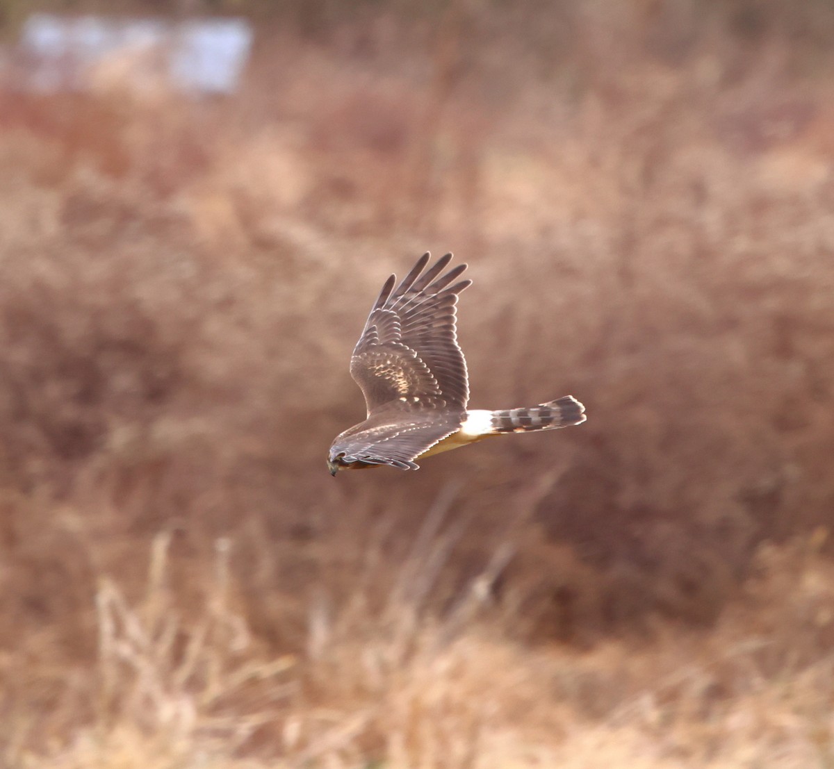 Aguilucho de Hudson - ML646717869