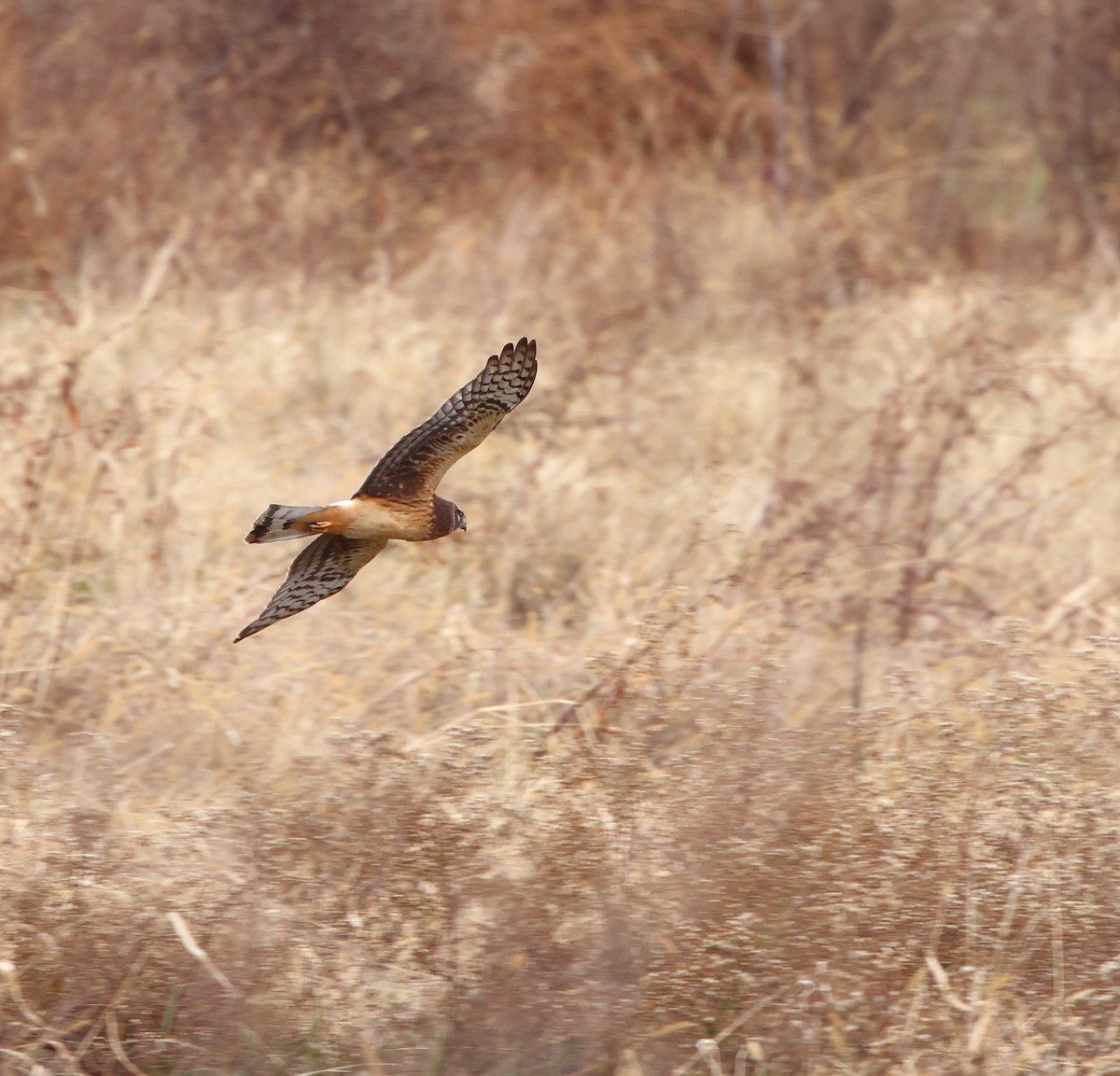 Aguilucho de Hudson - ML646717870