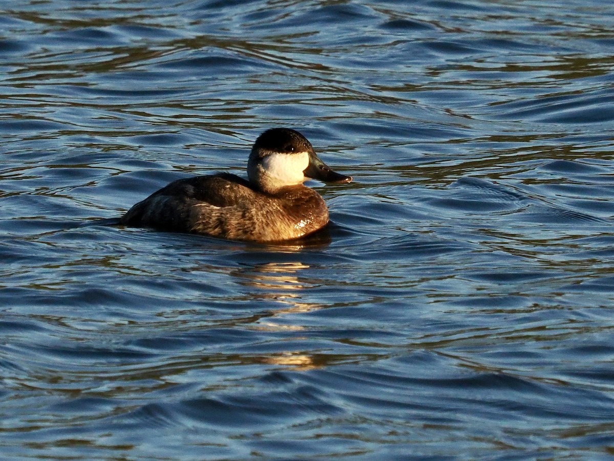 Schwarzkopf-Ruderente - ML646717875