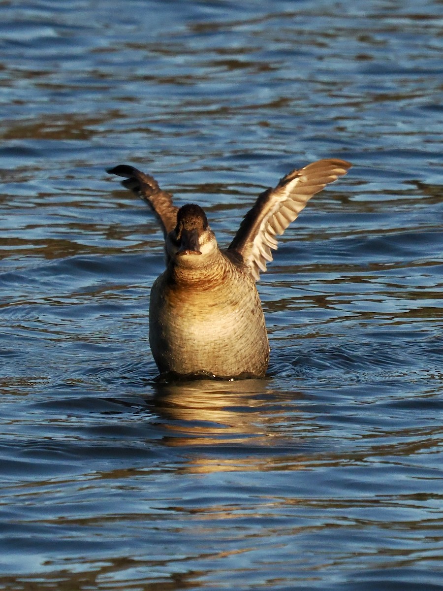 Schwarzkopf-Ruderente - ML646717876