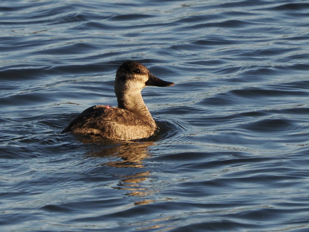 Schwarzkopf-Ruderente - ML646717877