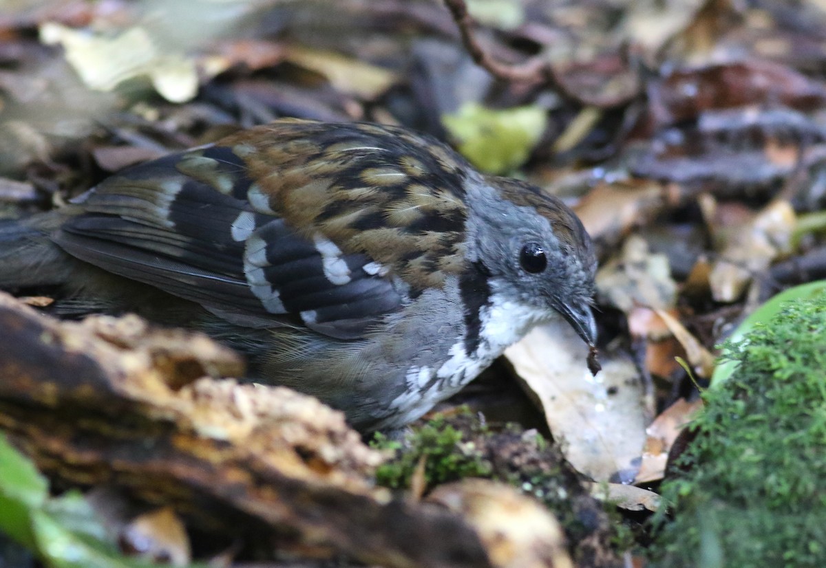 Avustralya Dalcambazı - ML646717883