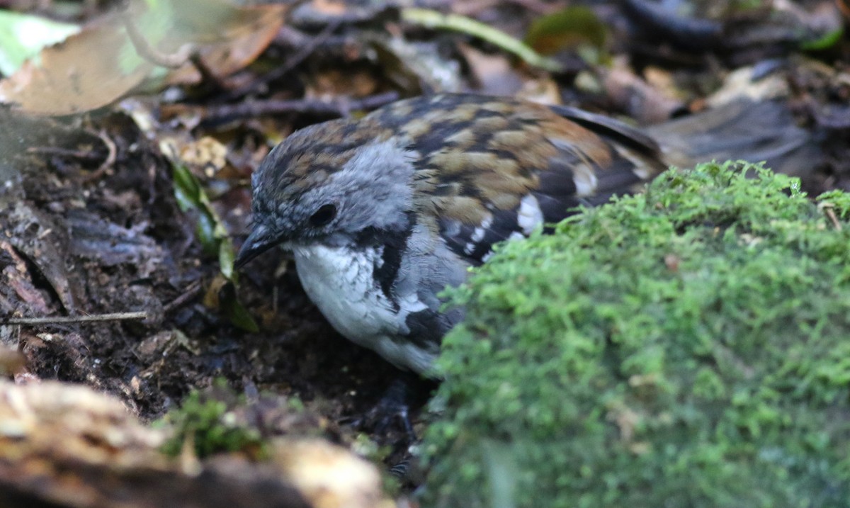 Avustralya Dalcambazı - ML646717884