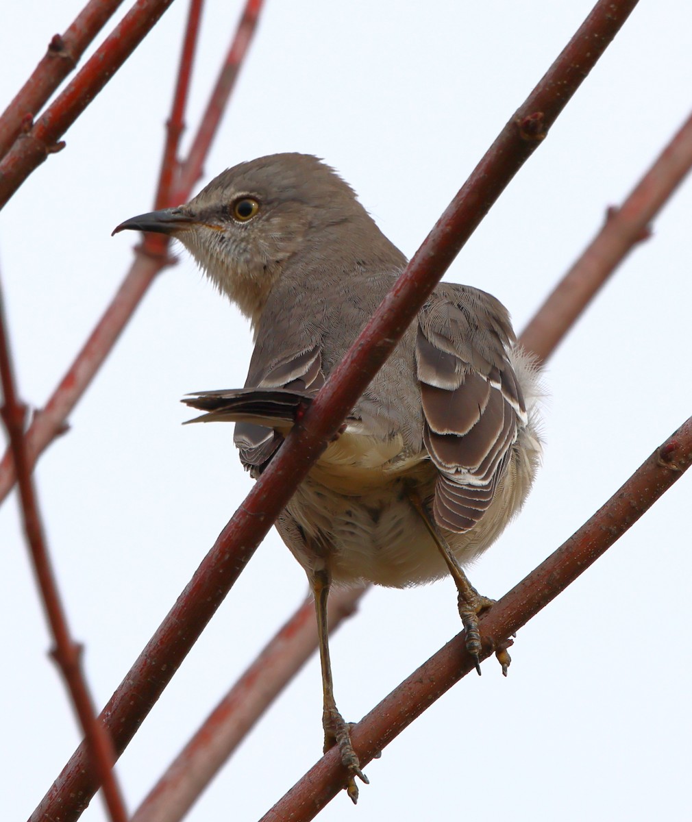 Sinsonte Norteño - ML646717886