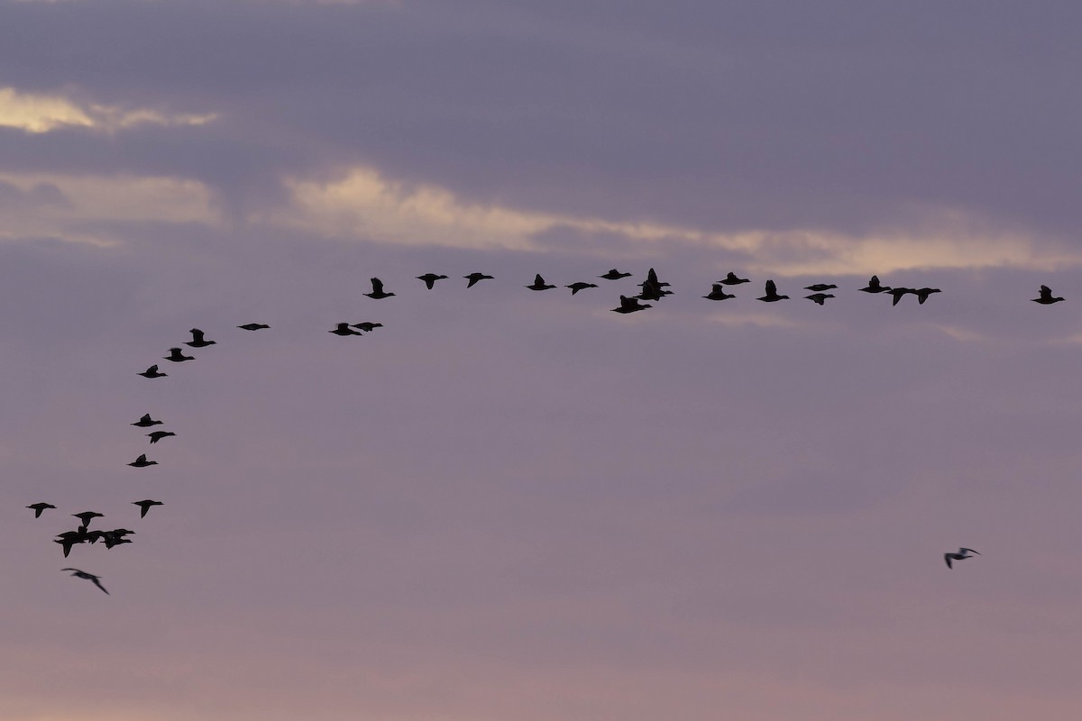 amerikasvartand - ML646717890