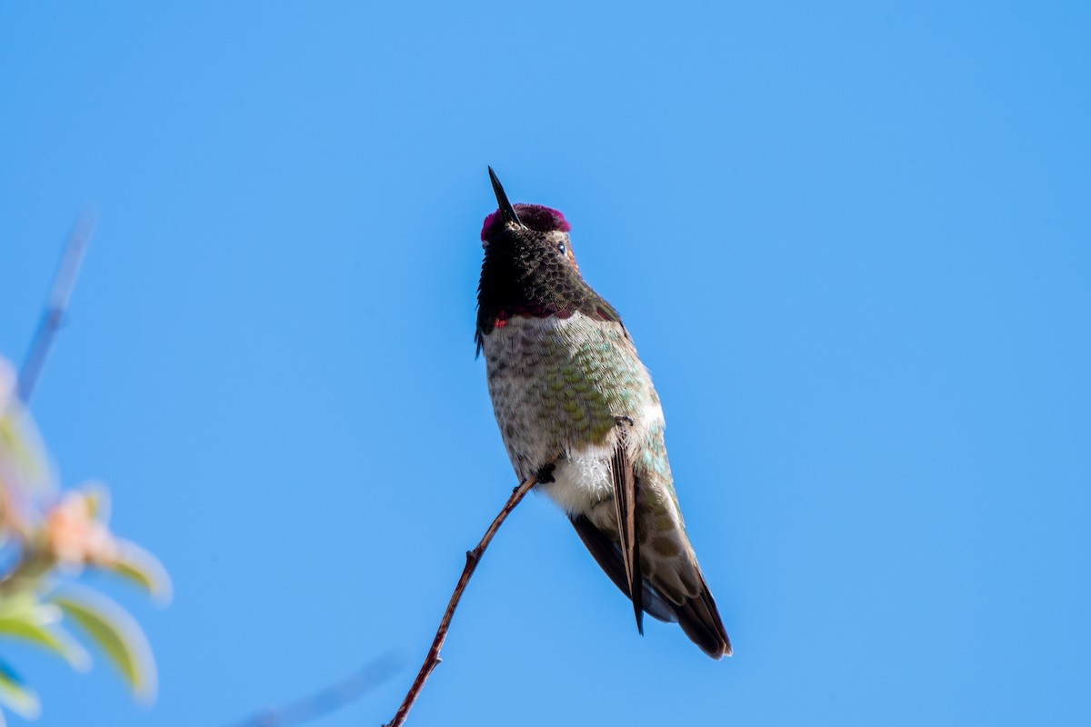 Annakolibri - ML646717894