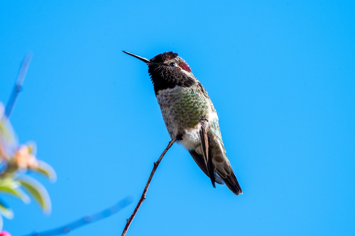 Annakolibri - ML646717895