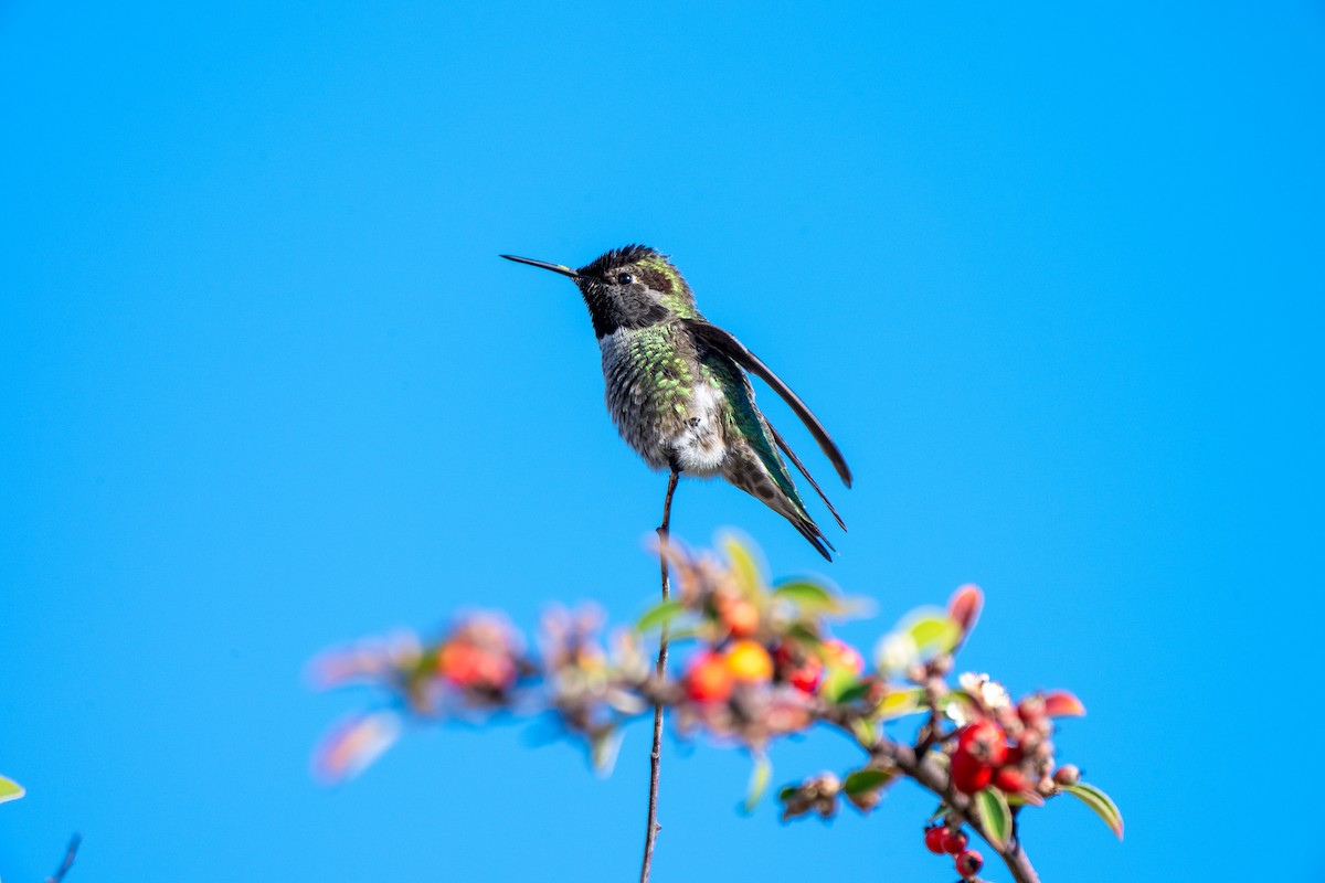 Annakolibri - ML646717896