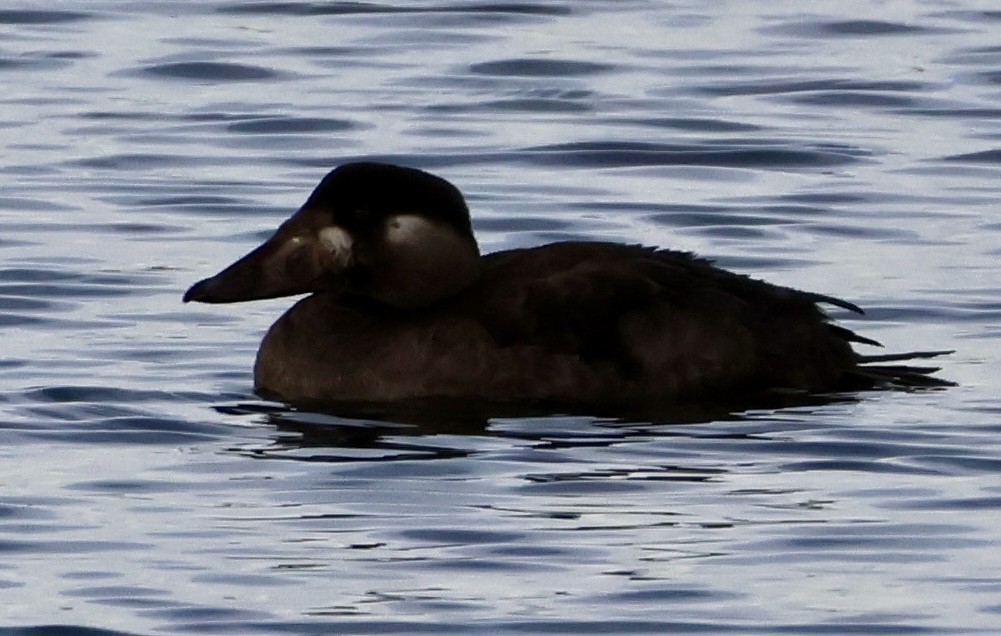 アラナミキンクロ - ML646717898