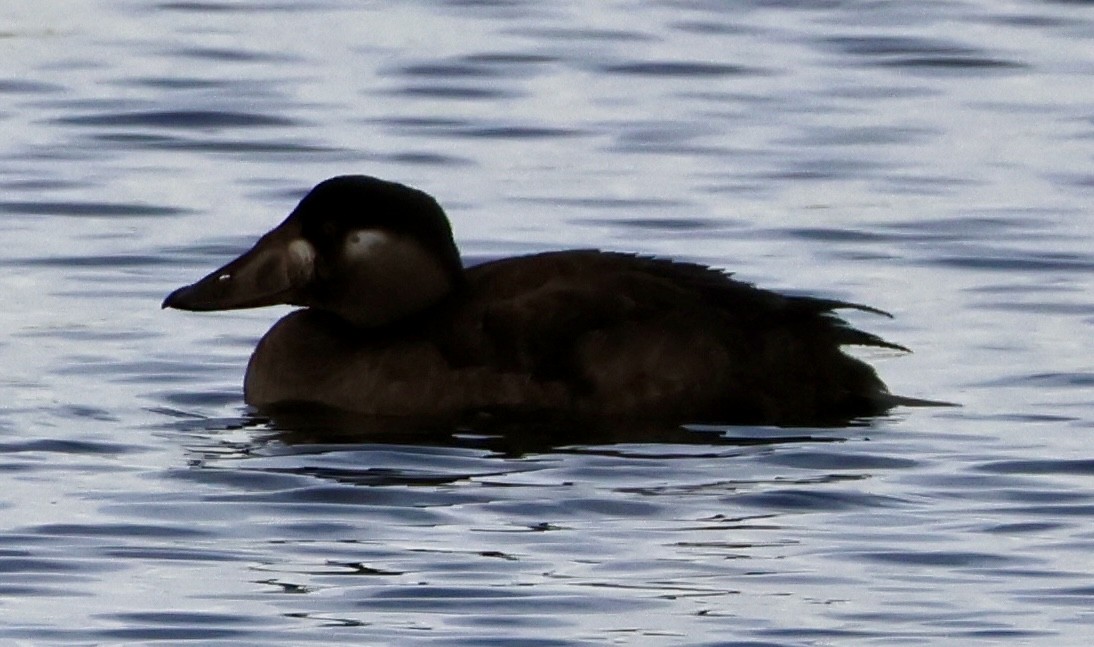 アラナミキンクロ - ML646717899