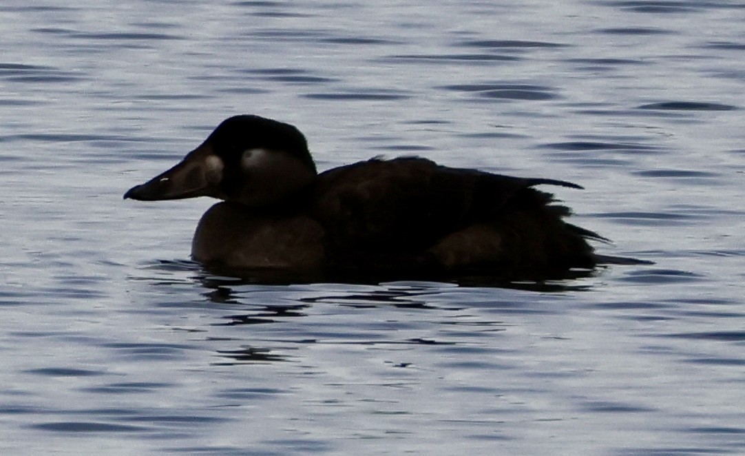 アラナミキンクロ - ML646717900