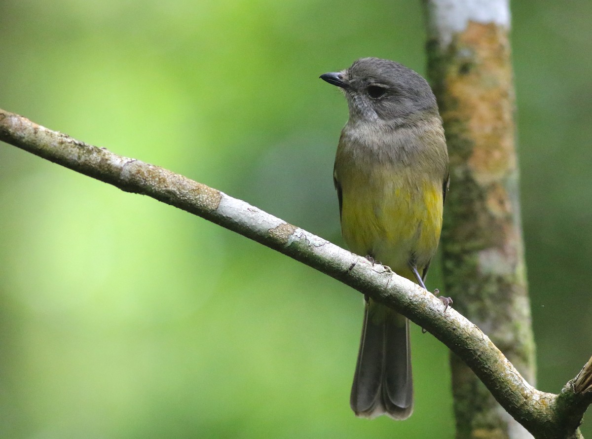 Altuni Islıkçı - ML646717901