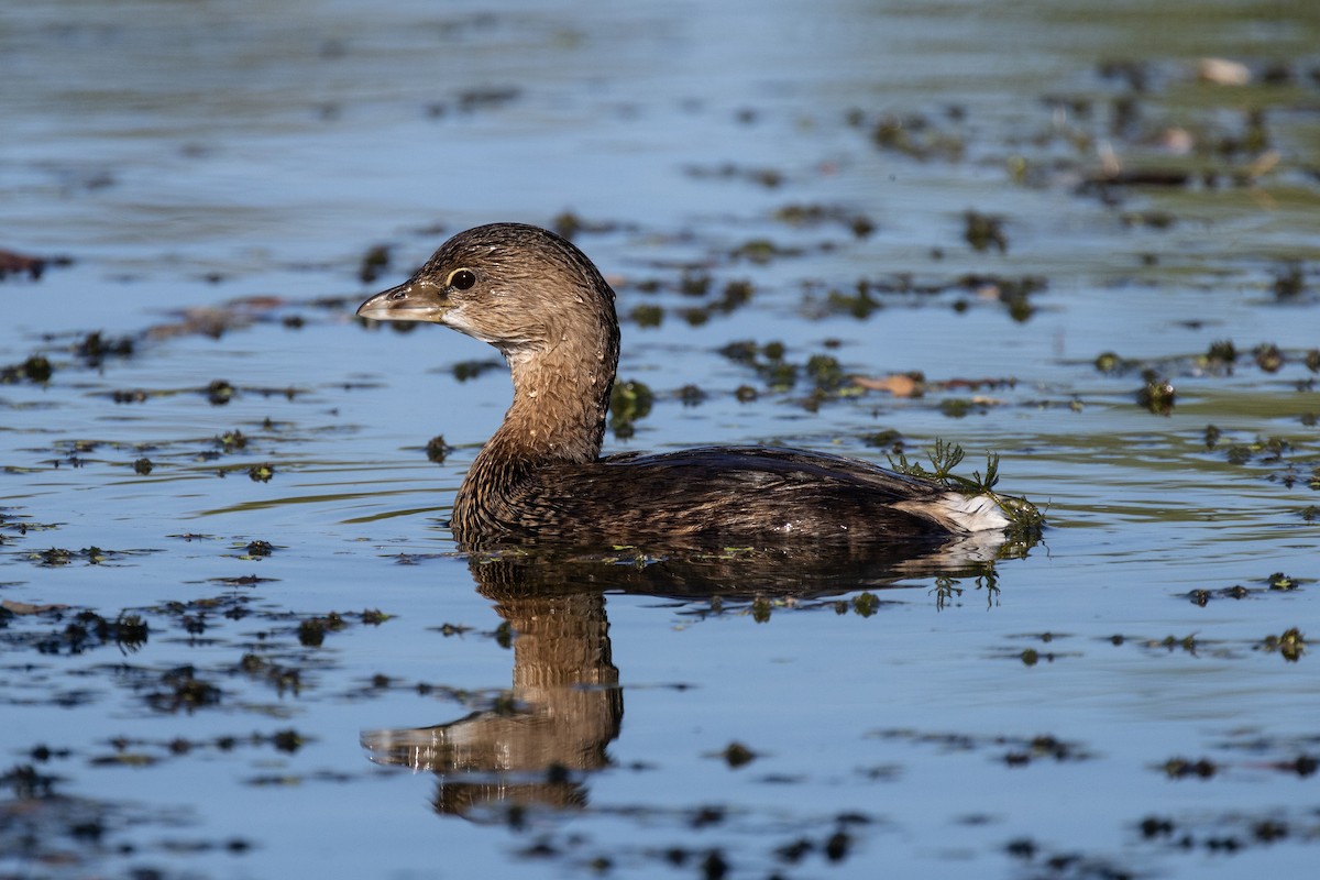 Pied-billed Grebe - ML646717902