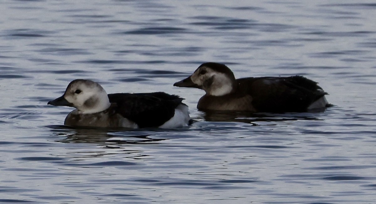 コオリガモ - ML646717905