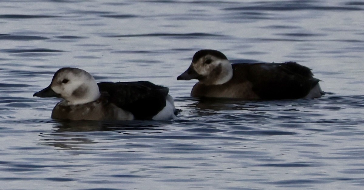 コオリガモ - ML646717906