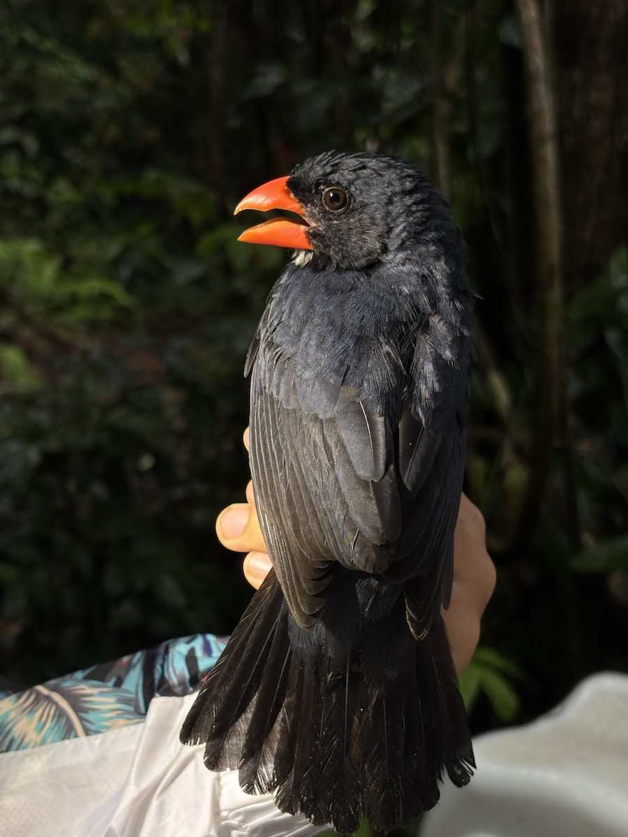 Slate-colored Grosbeak - ML646717908