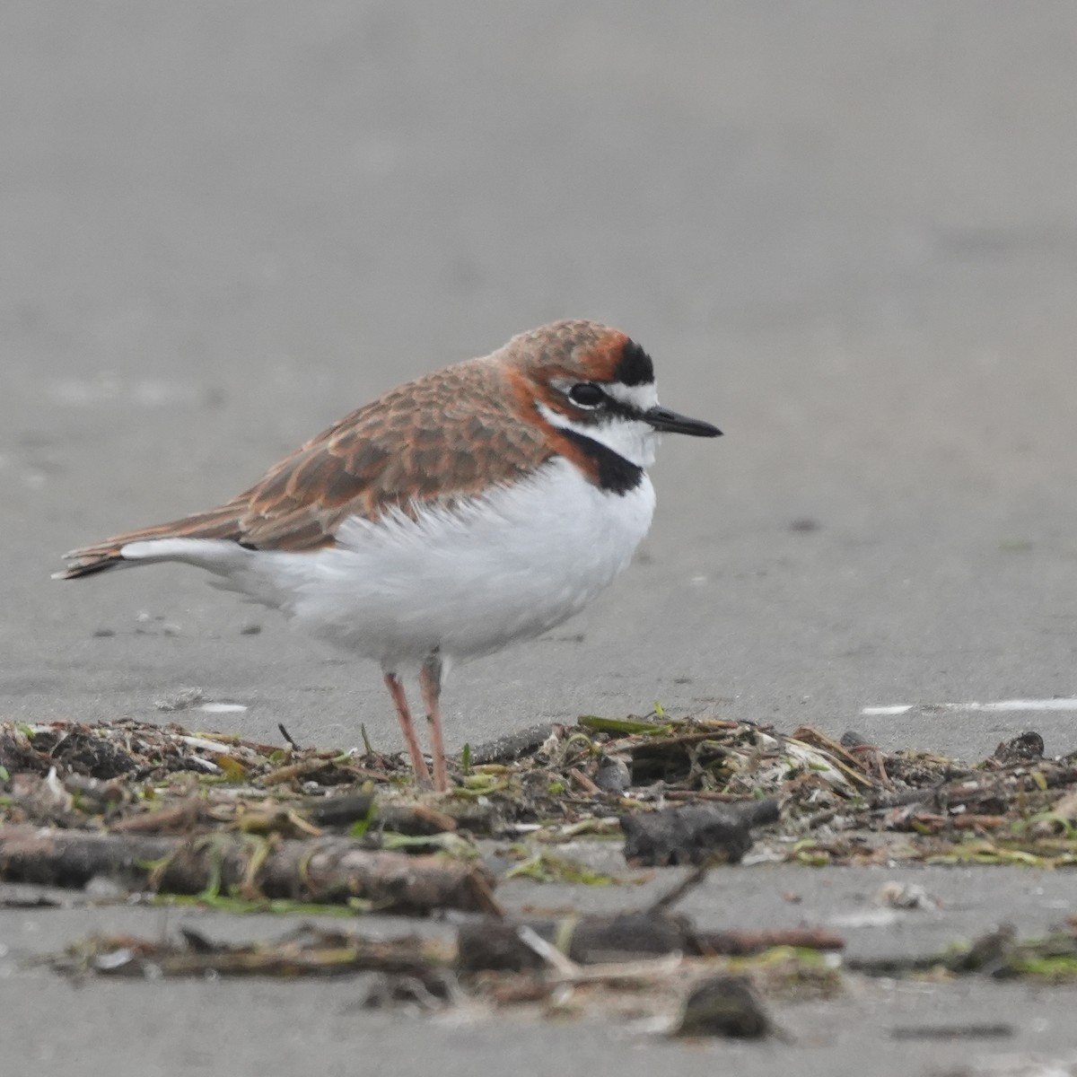 Yakalı Cılıbıt - ML646717914