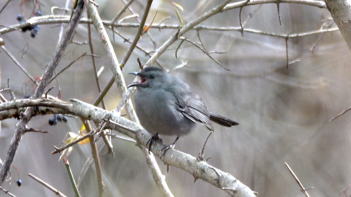 Gray Catbird - ML646717924