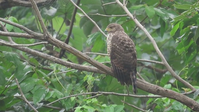 Roadside Hawk - ML646717925