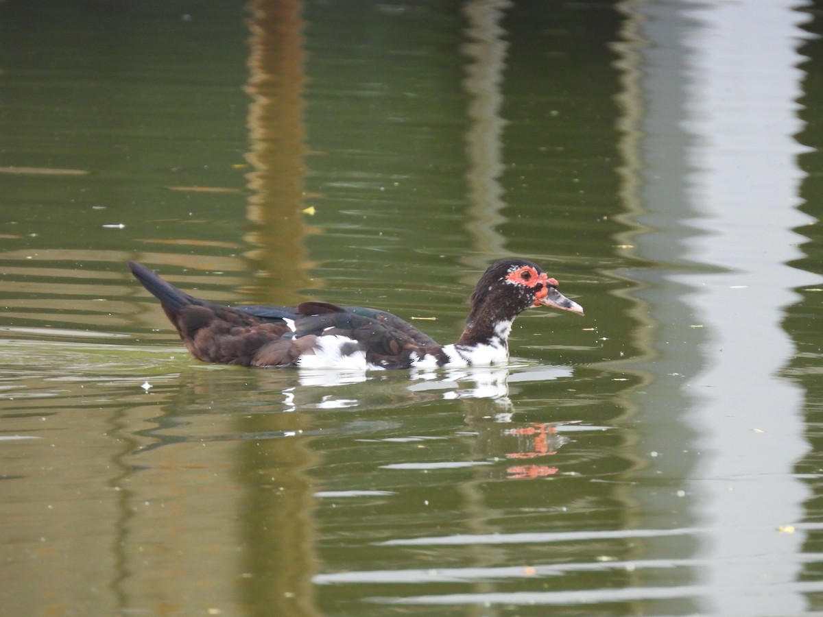 Pato Criollo - ML646717929