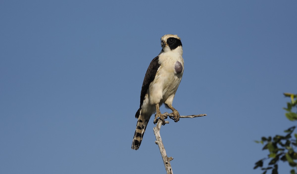 Laughing Falcon - ML646717930