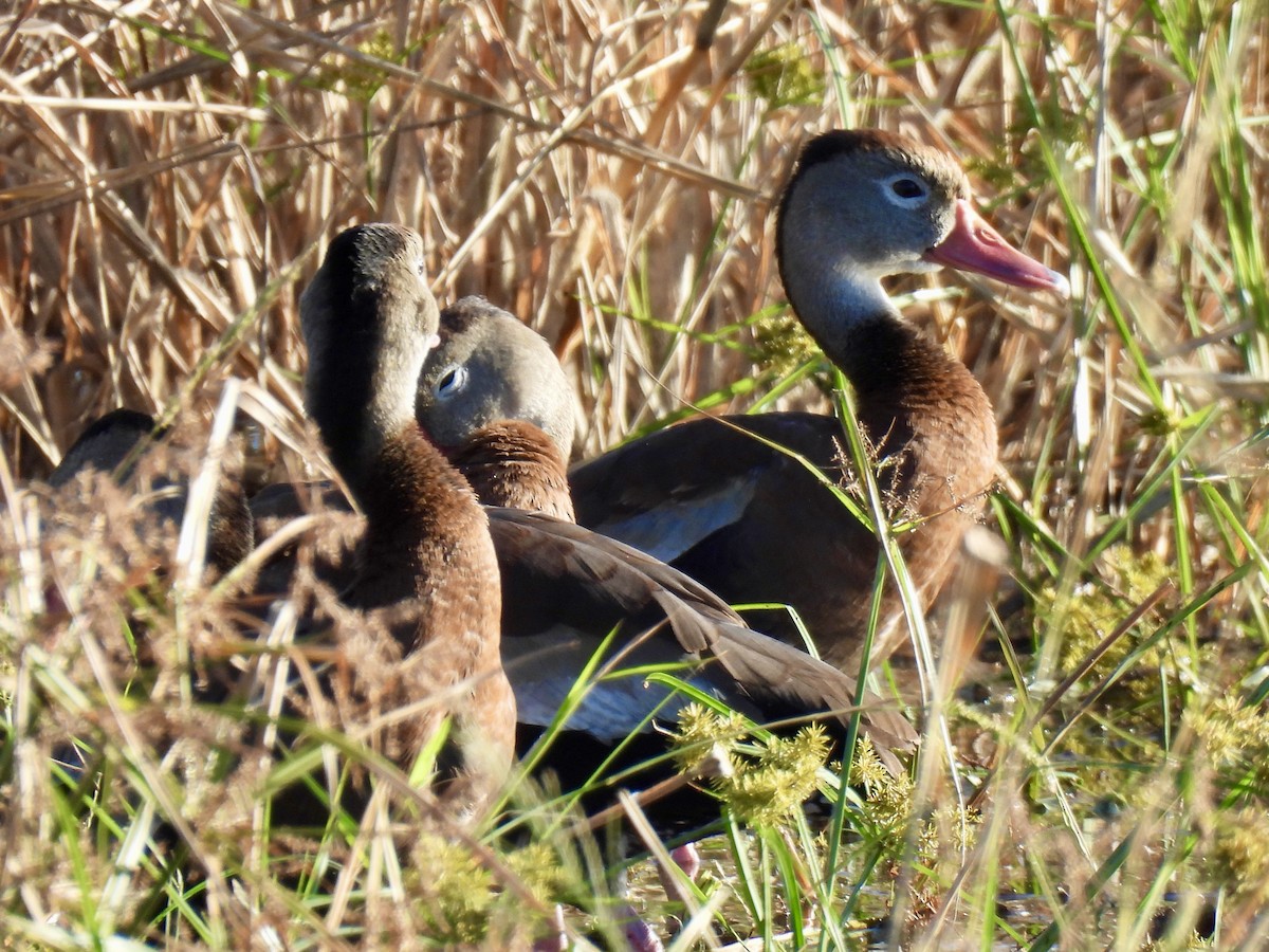 Dendrocigna beccorosso - ML646717934