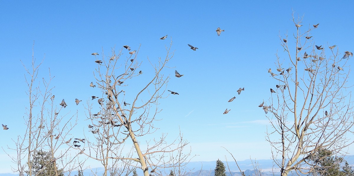 rosy-finch sp. - ML646717935