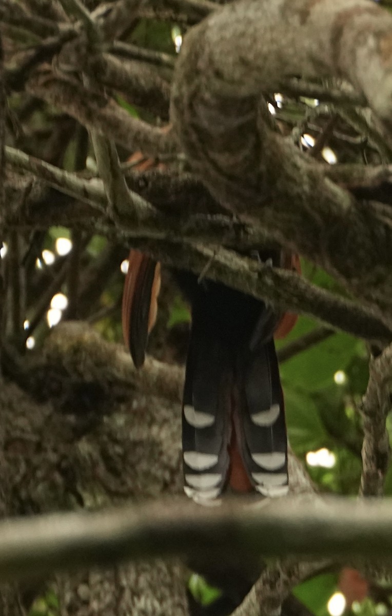 Black-bellied Cuckoo - ML646717936