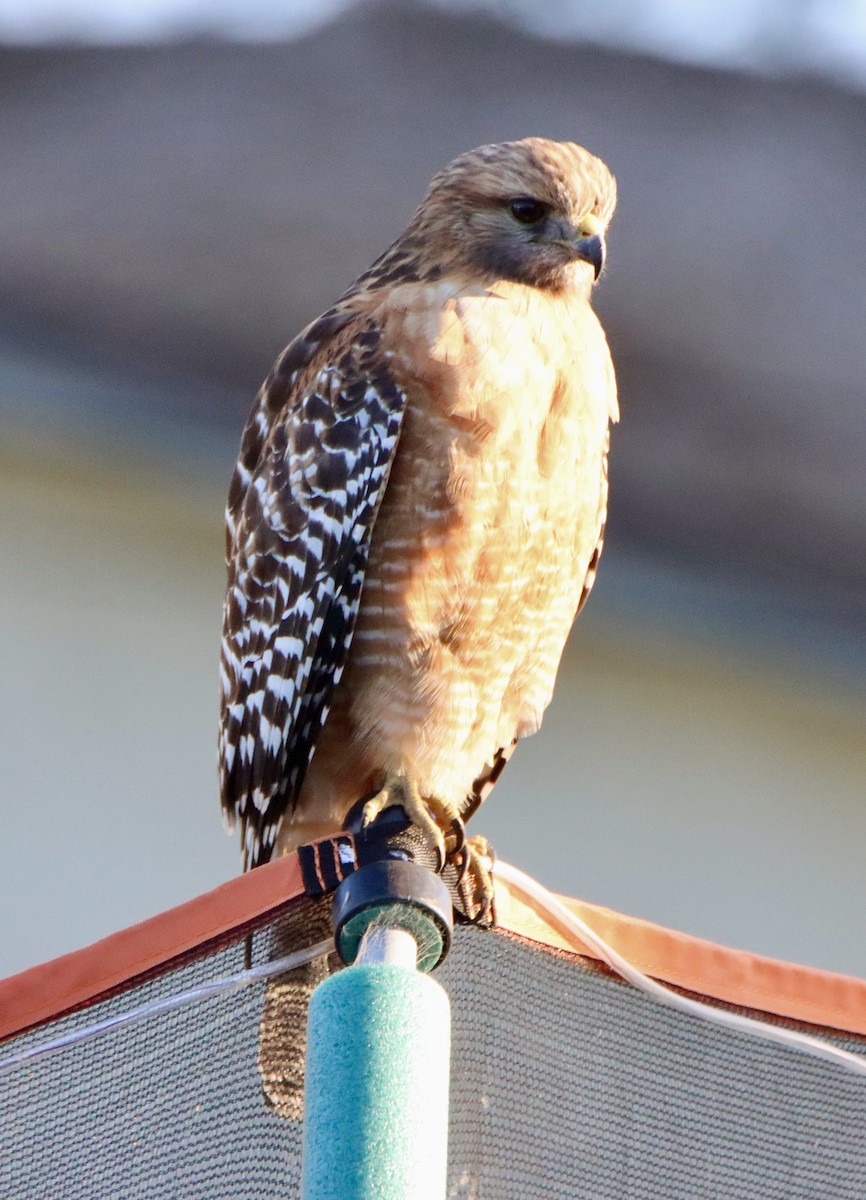 Красноплечий канюк - ML646717937