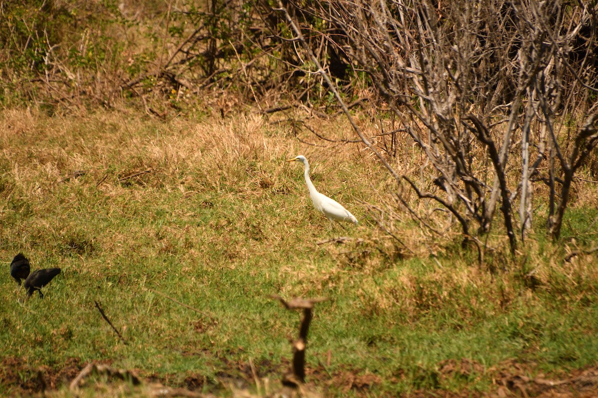 Western Cattle-Egret - ML646717942