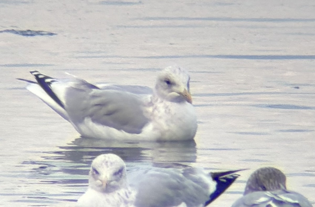 Kaio hegalzuria (thayeri/kumlieni) - ML646717943