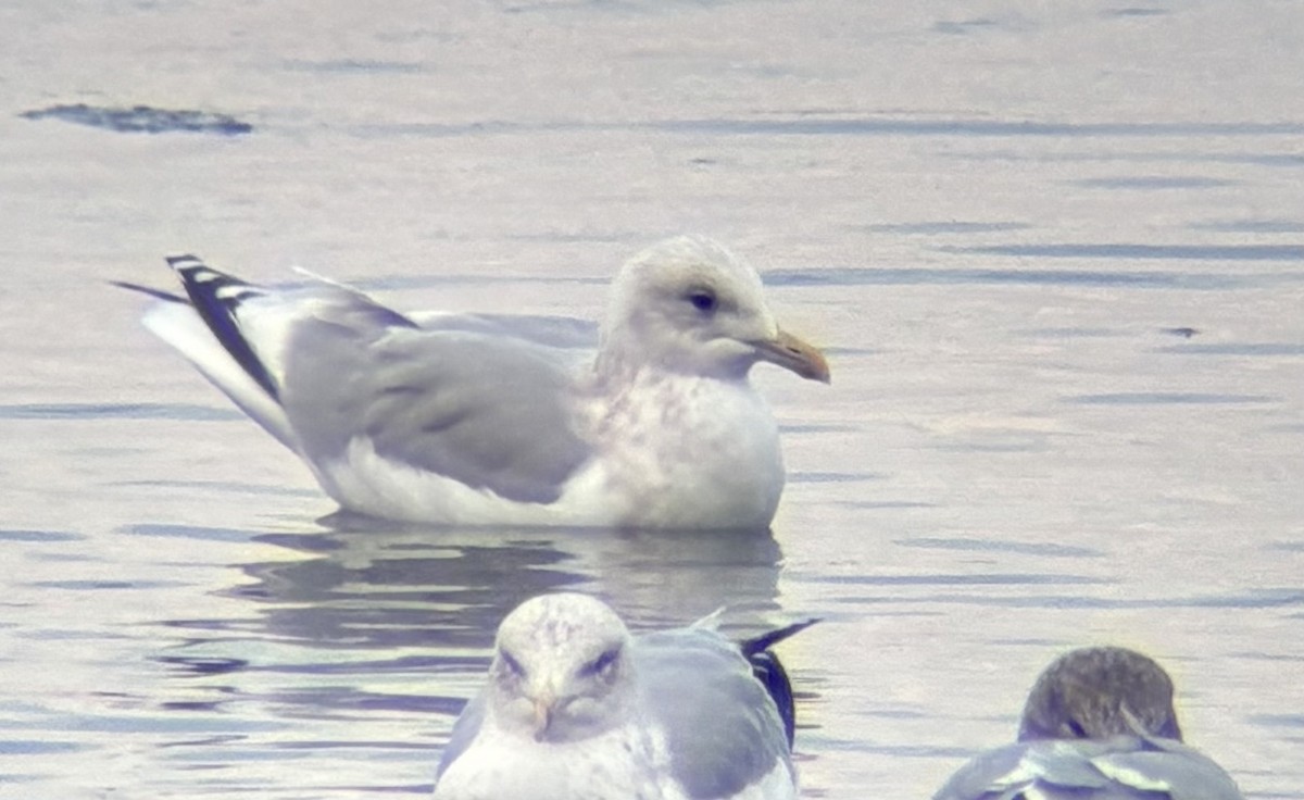 Kaio hegalzuria (thayeri/kumlieni) - ML646717944