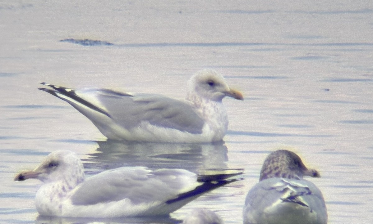 Kaio hegalzuria (thayeri/kumlieni) - ML646717945