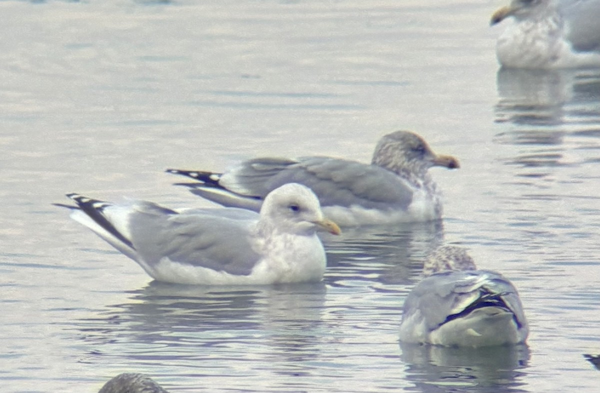 Kaio hegalzuria (thayeri/kumlieni) - ML646717946